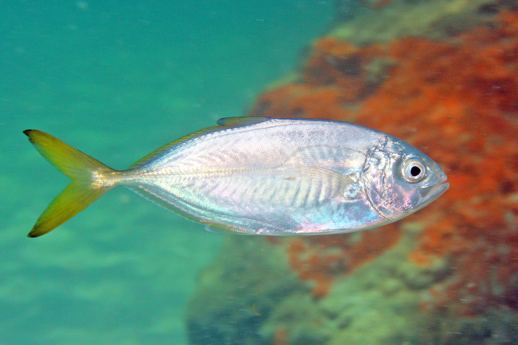 IMG_5655a Blue Runner (Caranx crysos) Kevin Bryant Flickr