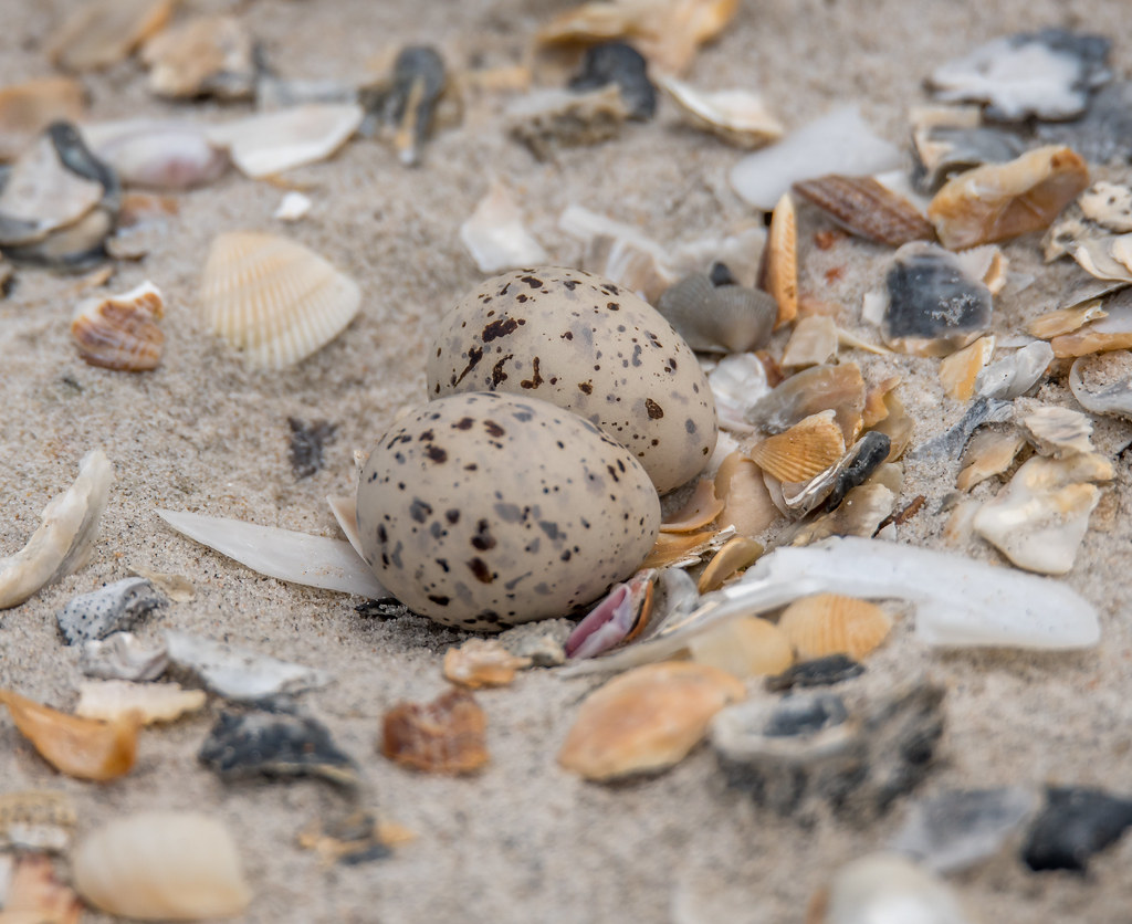 Wilson's Plover eggs NC, May 2018 I had a trip planned o… Flickr