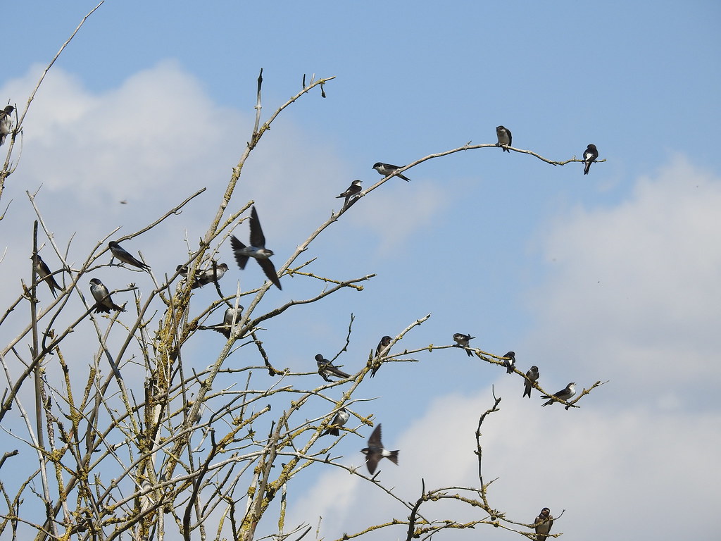 meeting before migration House Martin ( Delichon urbica ) … Flickr