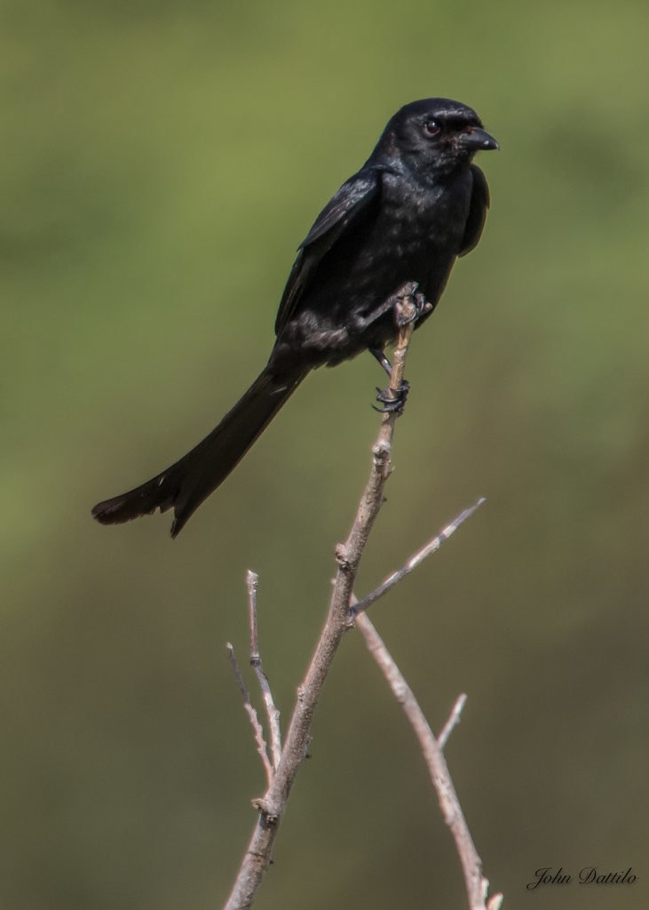 The most aggressive bird this kid has ever seen, the Black… Flickr