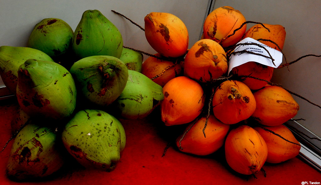 Coconut Fruits Coconut Fruits at Lalbagh show 2018 P. L. Tandon