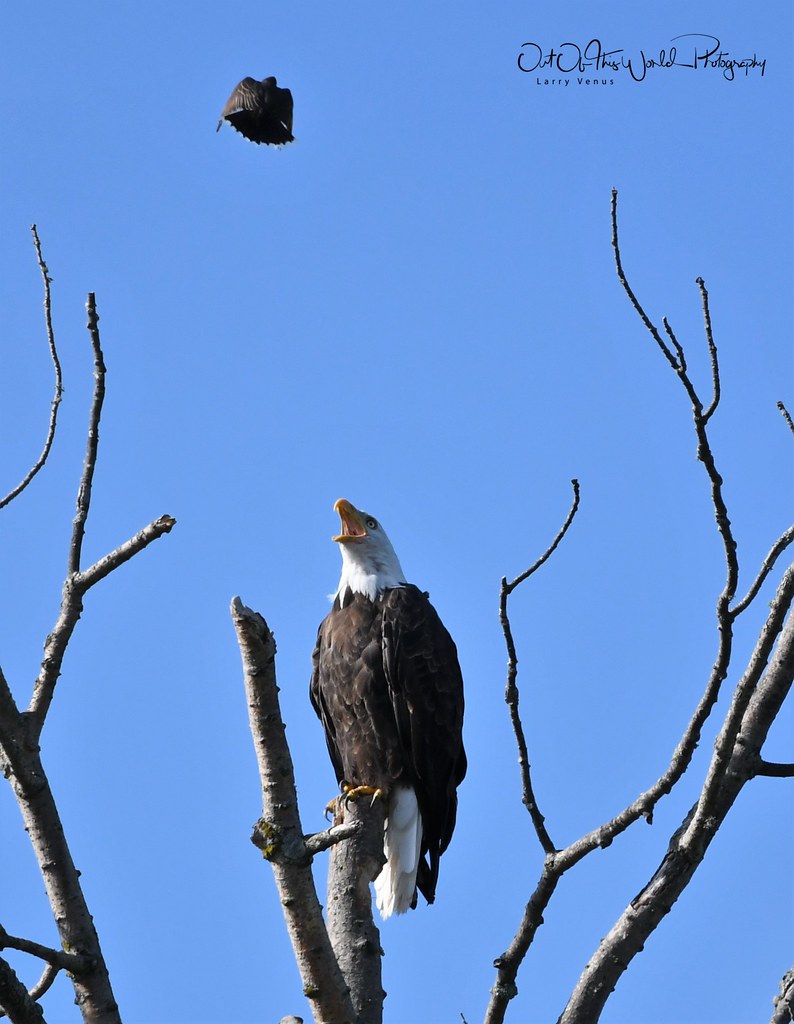 Wisconsin Bald Eagles Bald Eagles in the Northwoods of Wis… Flickr