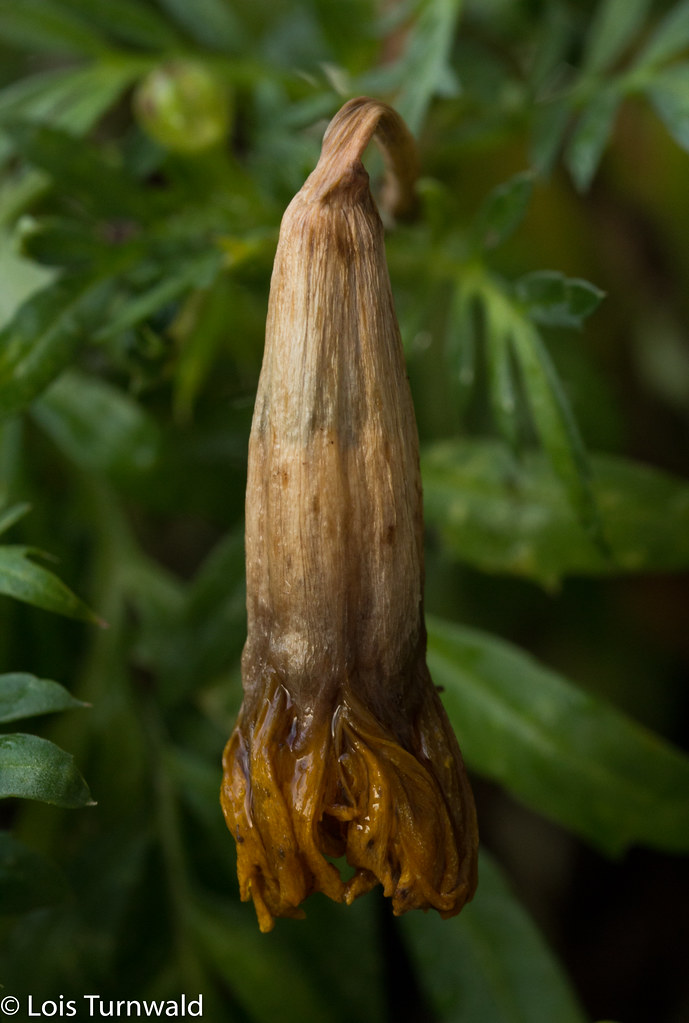 Garden Decay HMM Macro Monday theme Decay Looks like i… Flickr