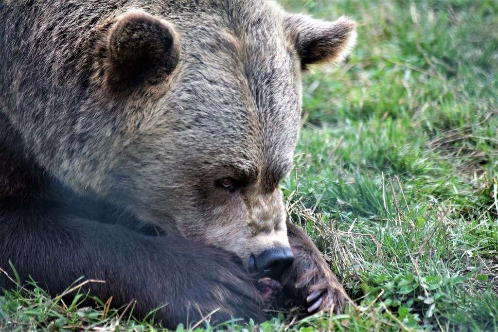 Brown Bear Taken at the Scottish Deer Centre on 10th Augus… Flickr
