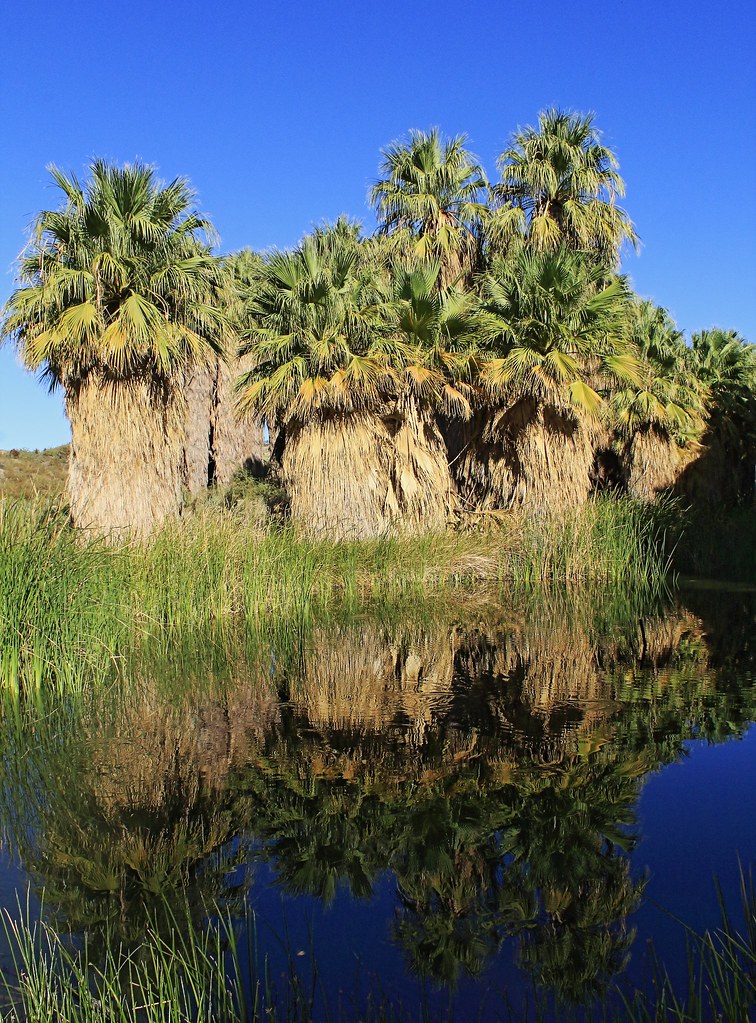 Thousand Palms Oasis + San Andreas Fault Flickr