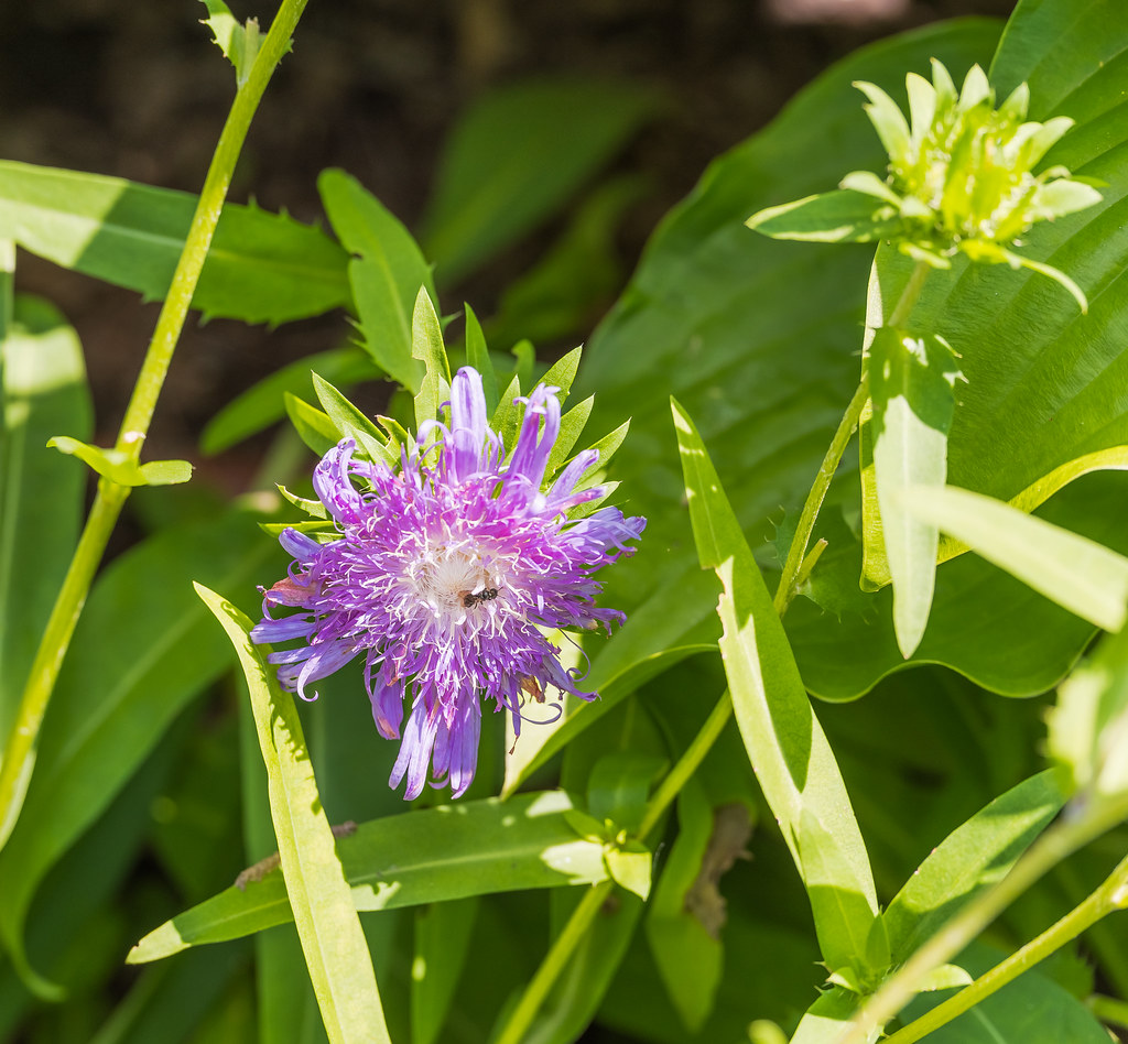 455 Kirkwood Gardens in Holderness, NH K2parn Photography Flickr