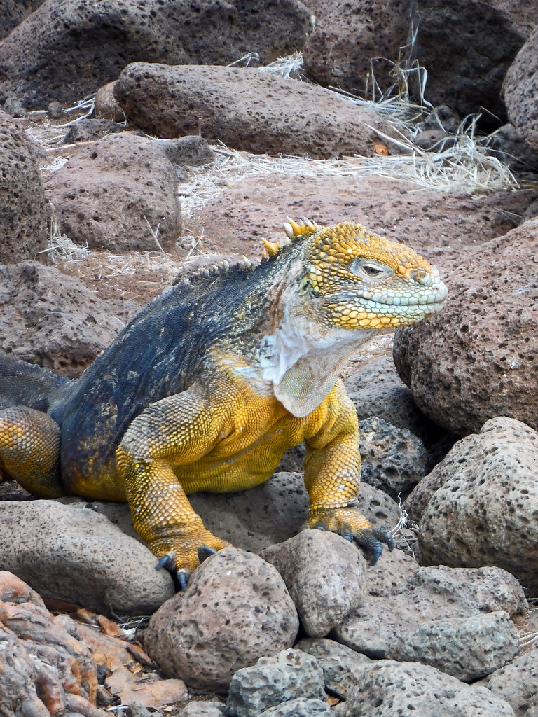 Seymour_2018 05 21_0044 Galapagos Land Iguana
