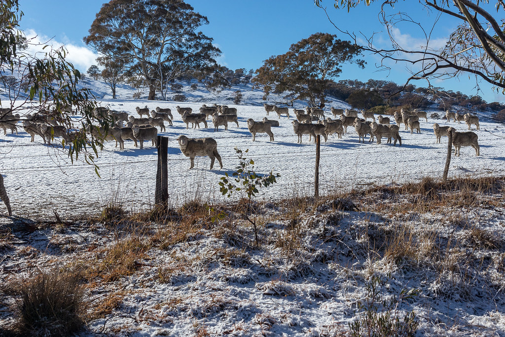 Burra Road by Colin Brown ABC Canberra Flickr