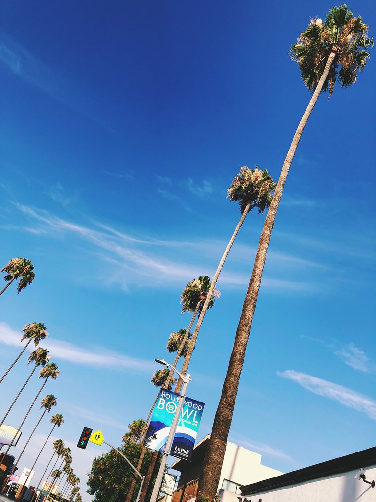 Palm Trees of Ventura Blvd, Studio City CA First posted pi… Flickr