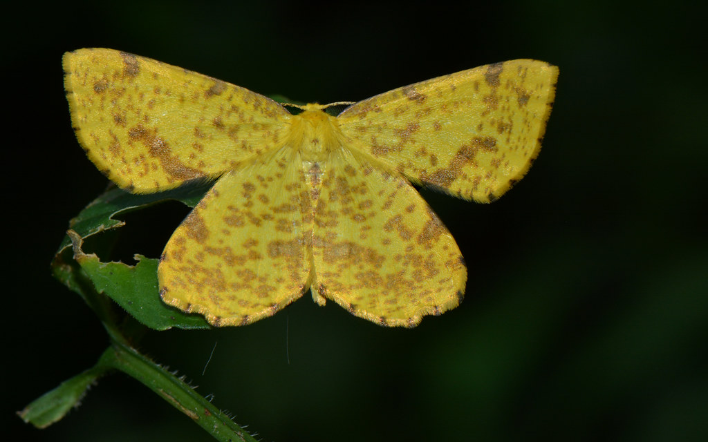 Really Cool Yellow Moth Meet Xanthotype urticaria, The Fal… Flickr