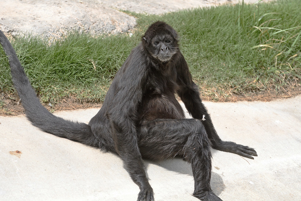 Spider Monkey at the El Paso Zoo mike stys Flickr