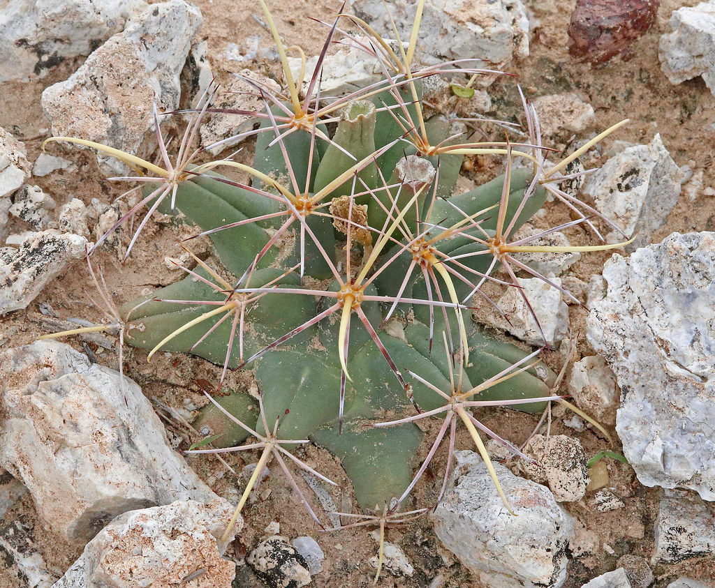 CAE016668a Pineapple Cactus east of Rincon, Dona Ana Co., … Flickr