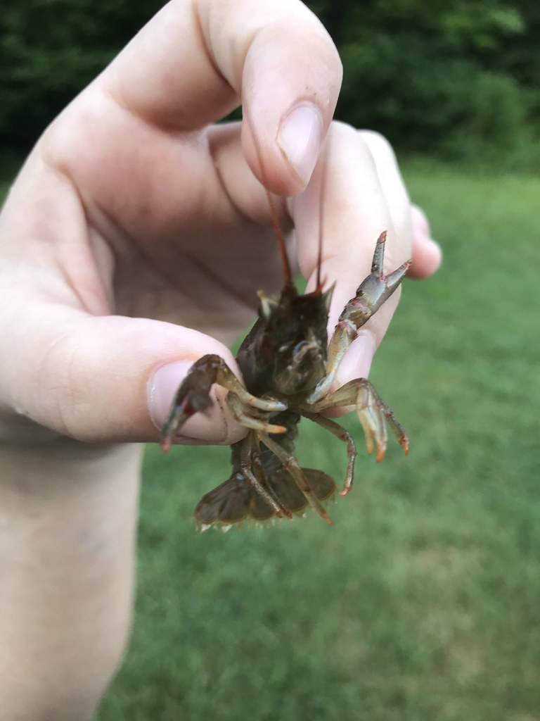 Boley Field July'18 Flickr