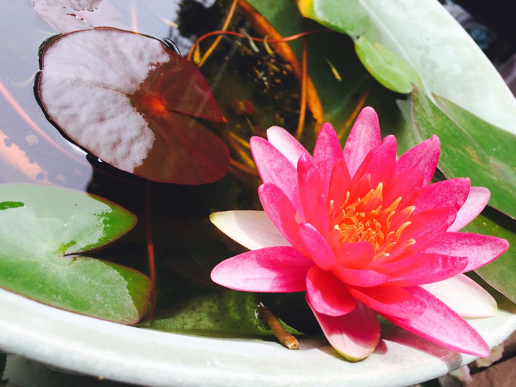 Water lily, Water hyacinth and Killifish Q. M Flickr