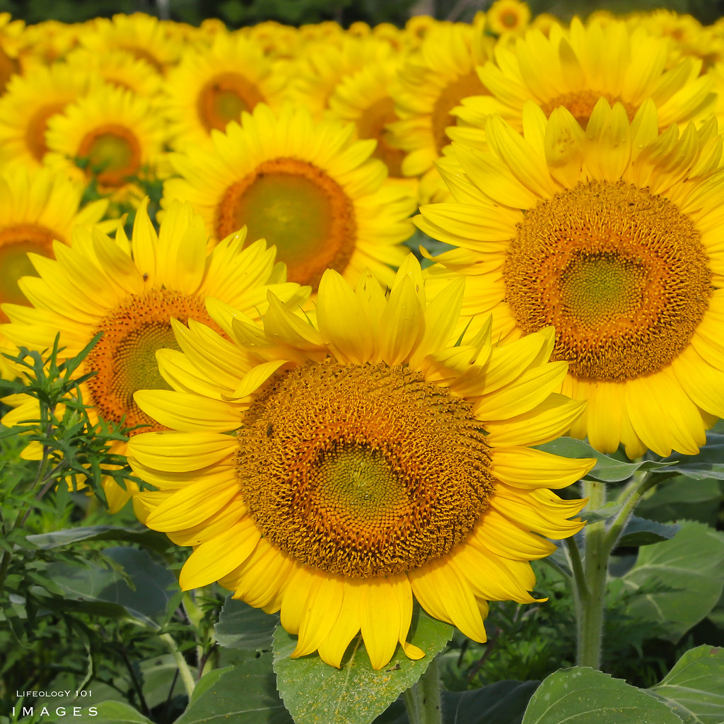 Sunflower Fields Ontario Sunflower Fields Caledon Davis … Flickr