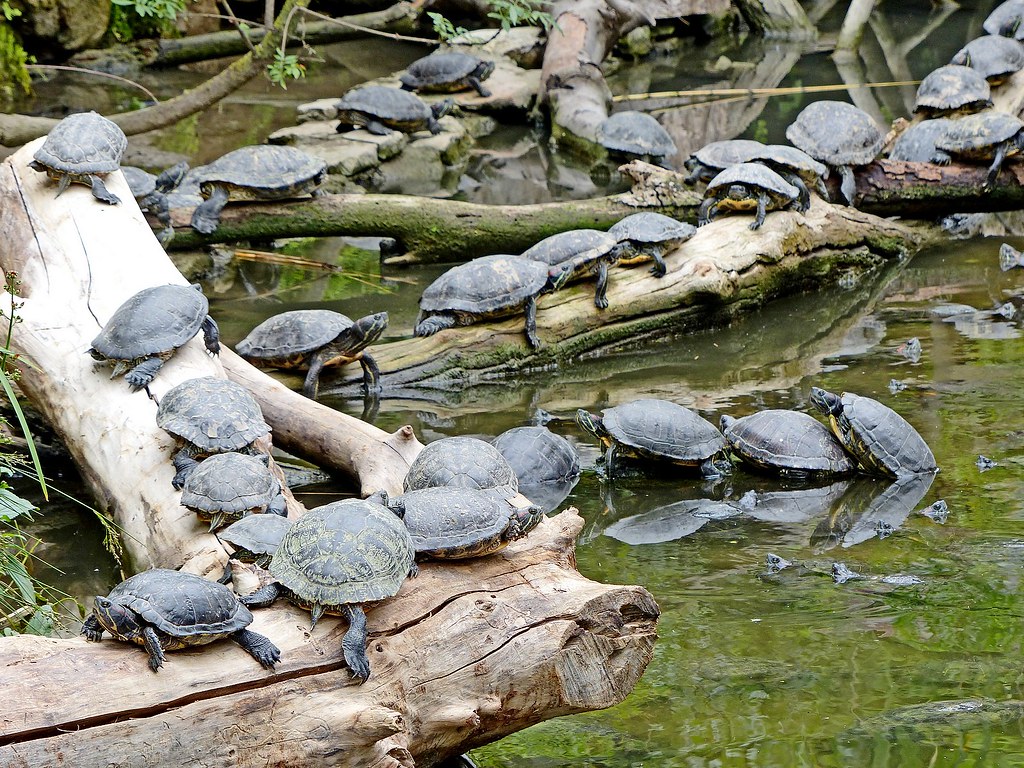 France, au parc de Sigean, les Tortues de Floride