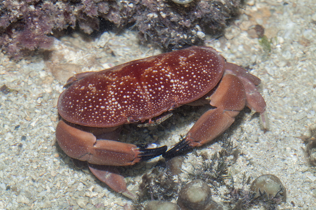 _MG_1218 red egg crab Atergatis integerrimus, Xanthidae