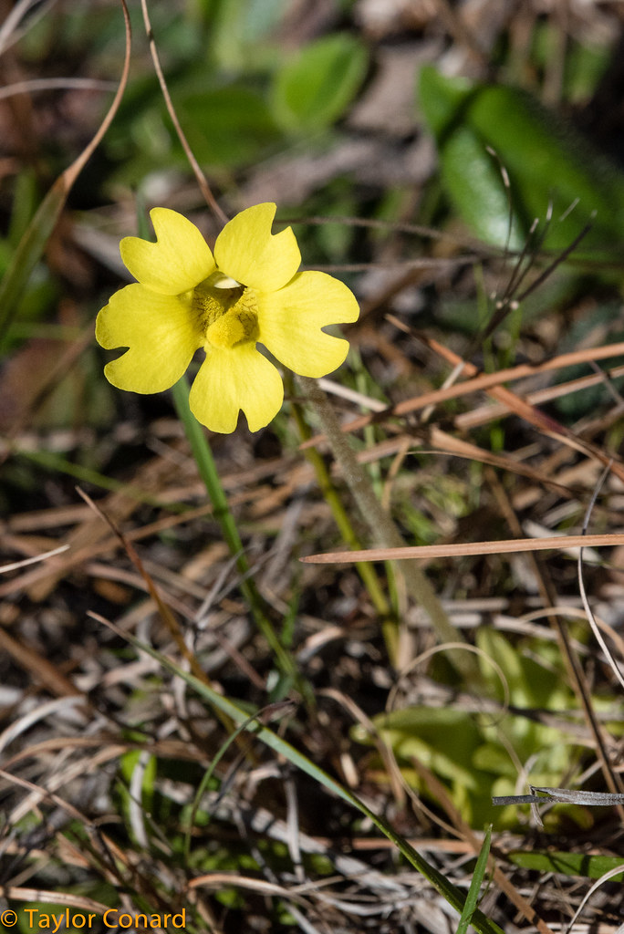 Winter201846 Yellow Butterwort (Pinguicula lutea) Taylor (Hunt
