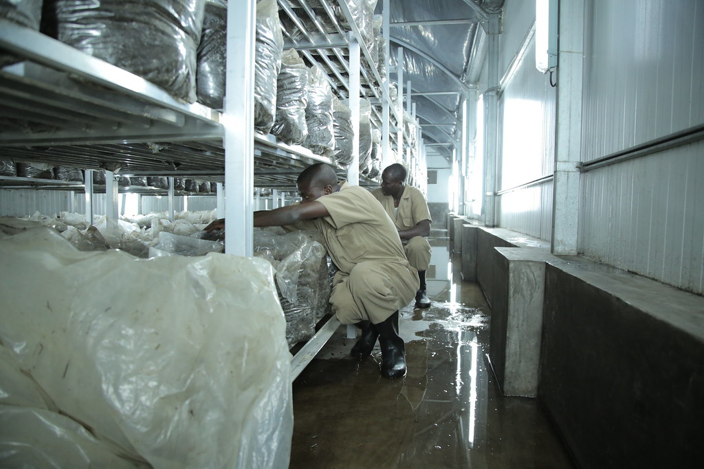 Sustainable Biodiversity with Kigali Farms Rwanda Green … Flickr