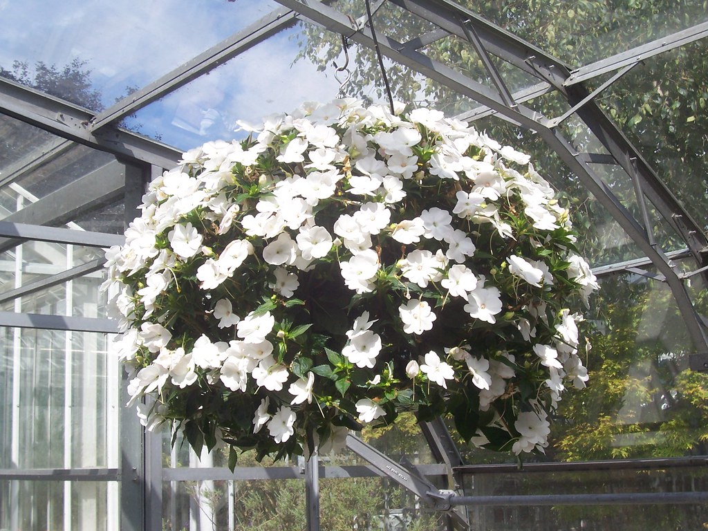 Bizzie Lizzie Hanging Basket at Dorothy Bruce blog