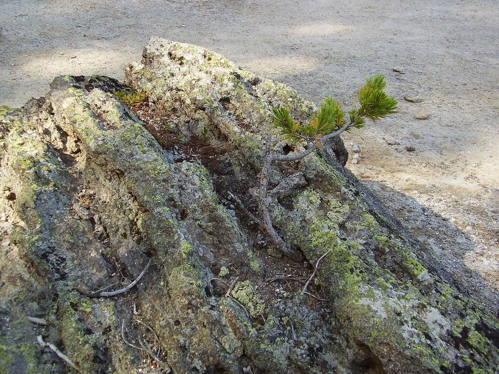 Small lodgepole pine in a crevice A fantastic little lodge… Flickr