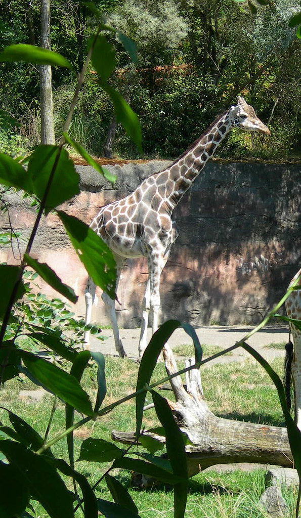 Giraffe at the Oregon Zoo Taken on our trip to the Oregon … Flickr
