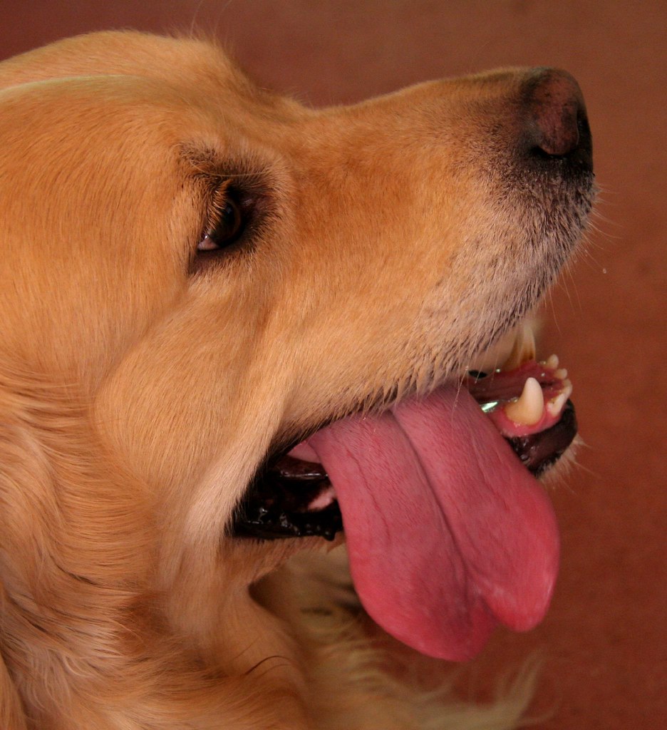 Tired but wanting more Brian Snelson Flickr