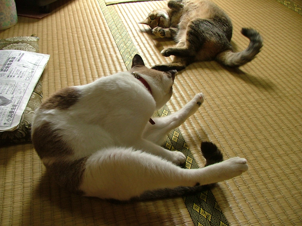 Two cats in tatami room monicca Flickr