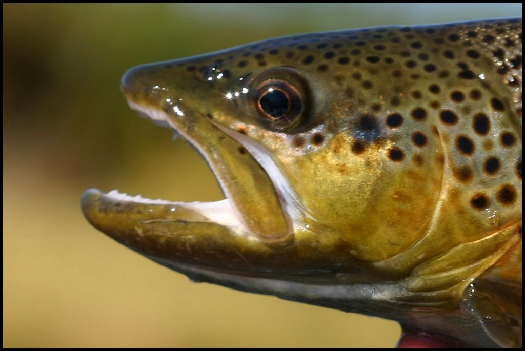 Big Hole Brown Trout a photo on Flickriver