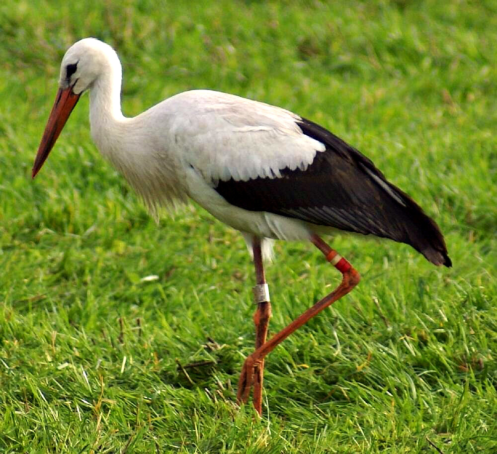 White Stork | On a field in Scania, Sweden. Captured by ...