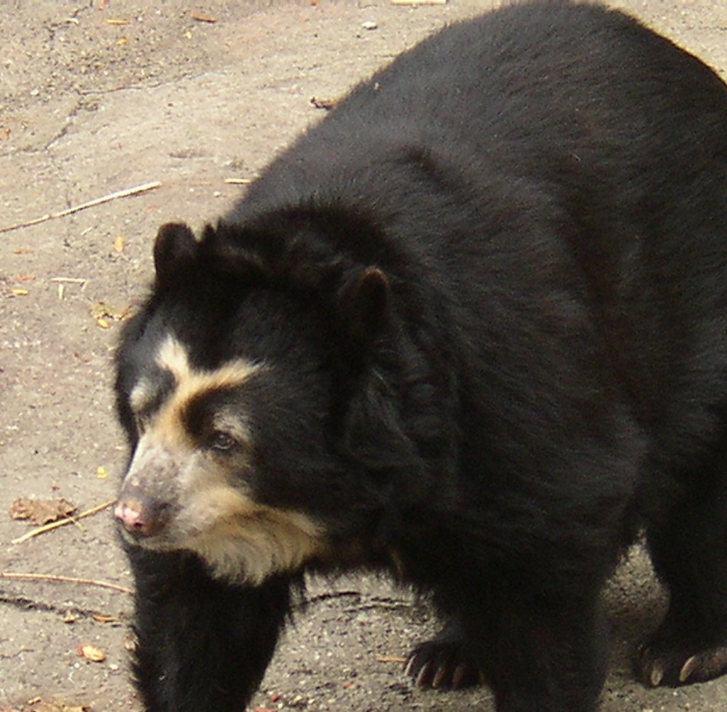Spectacled Bear Pittsburgh Zoo Cowtools Flickr