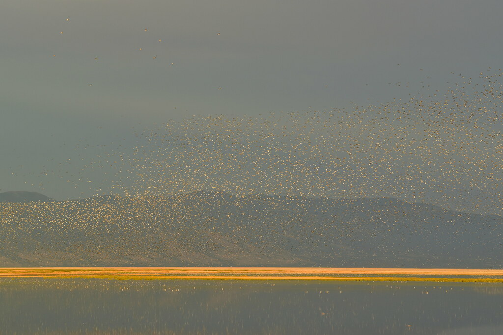 Aerial ballet DSC_0029001 Great Salt Lake Images Flickr