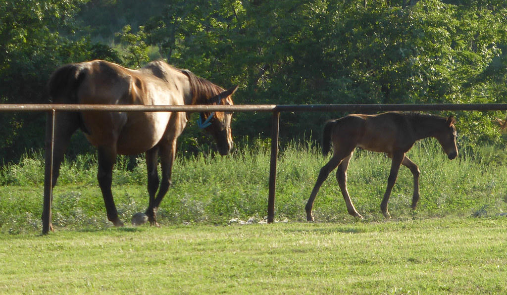 Rock House Horse and Foal The Rock House, Talihina, OK Flickr