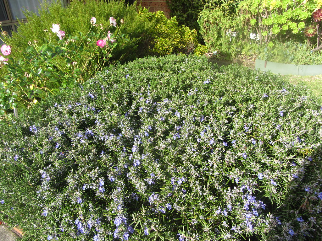 Mum's front garden, July 2018 Rosemary and roses, Seaford,… Flickr