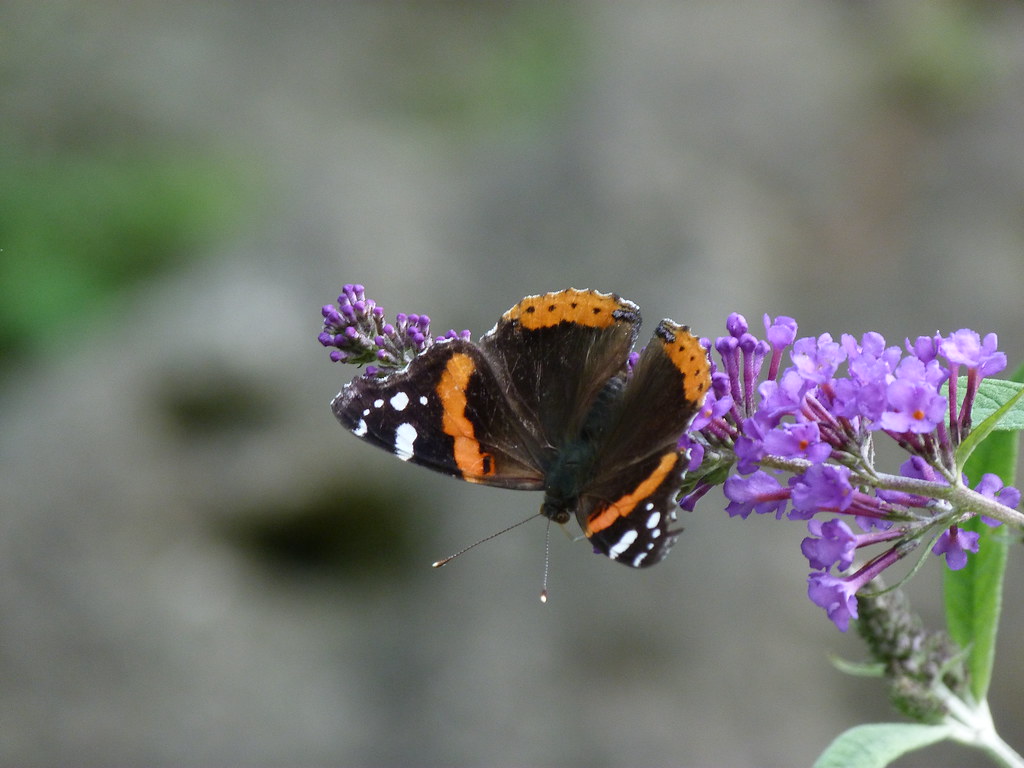 P1190427 RED ADMIRAL ON BUTTERFLY BUSH EDWARDS GARDENS, TO… Flickr