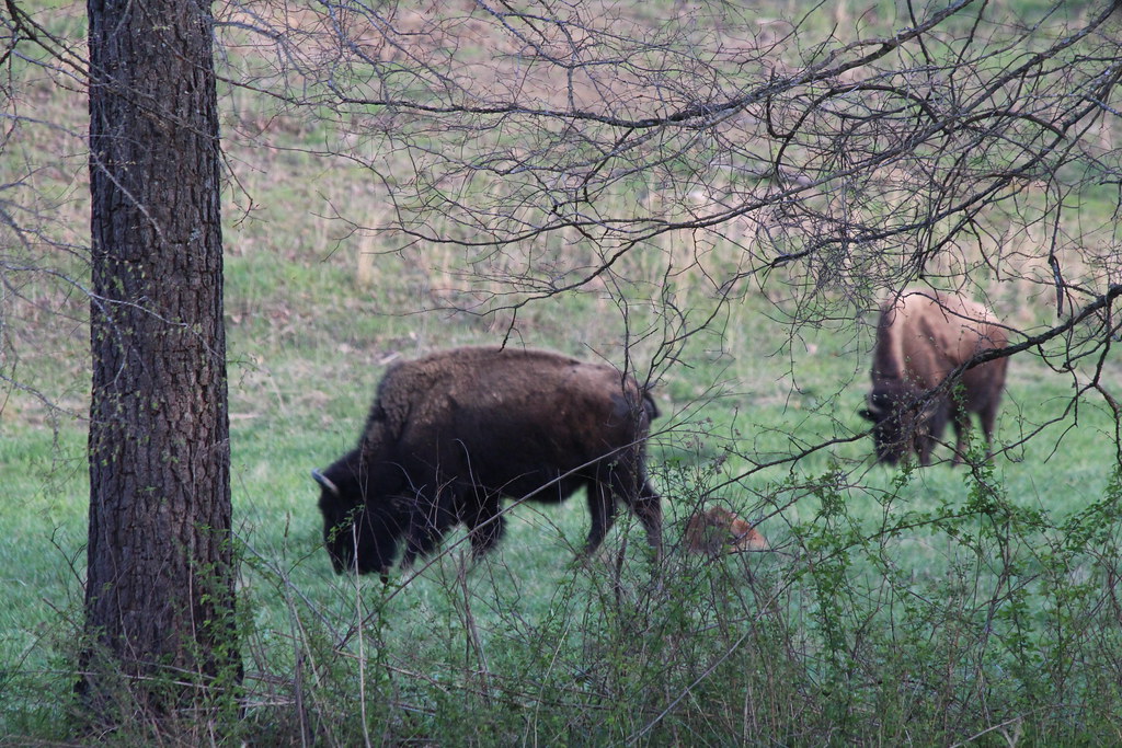 Land Between the Lakes LBL, Elk and Bison Prairie Flickr