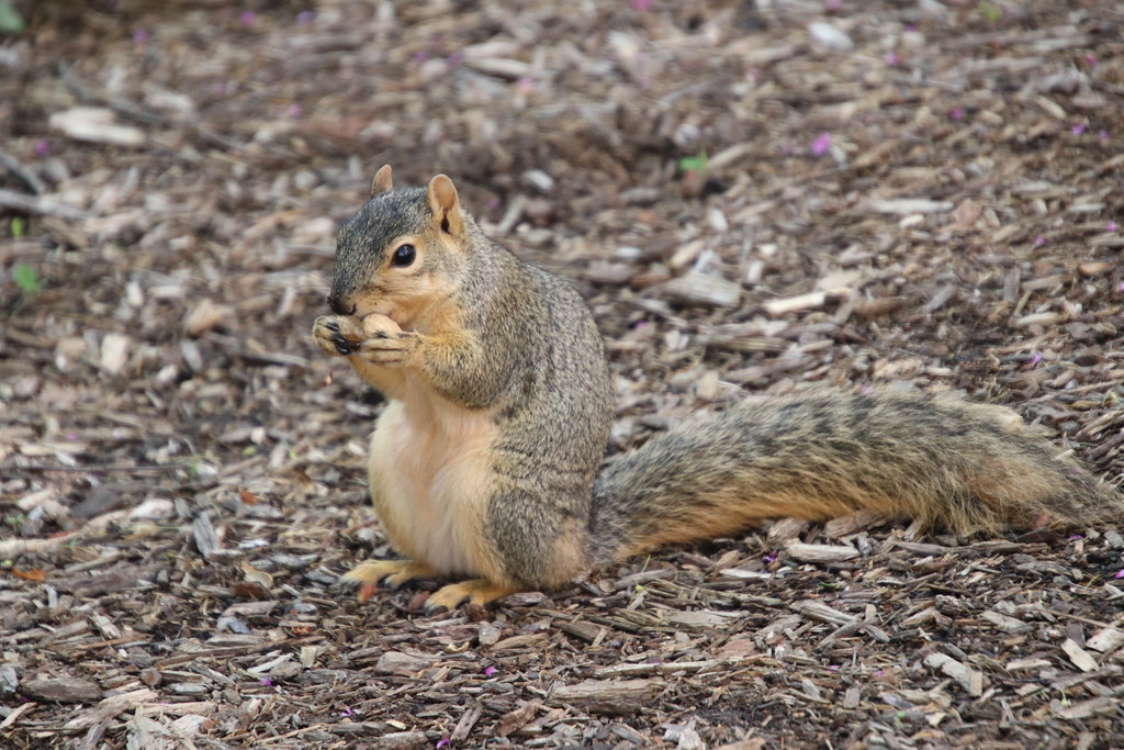 Squirrels (including Juveniles) in Ann Arbor at the Univer