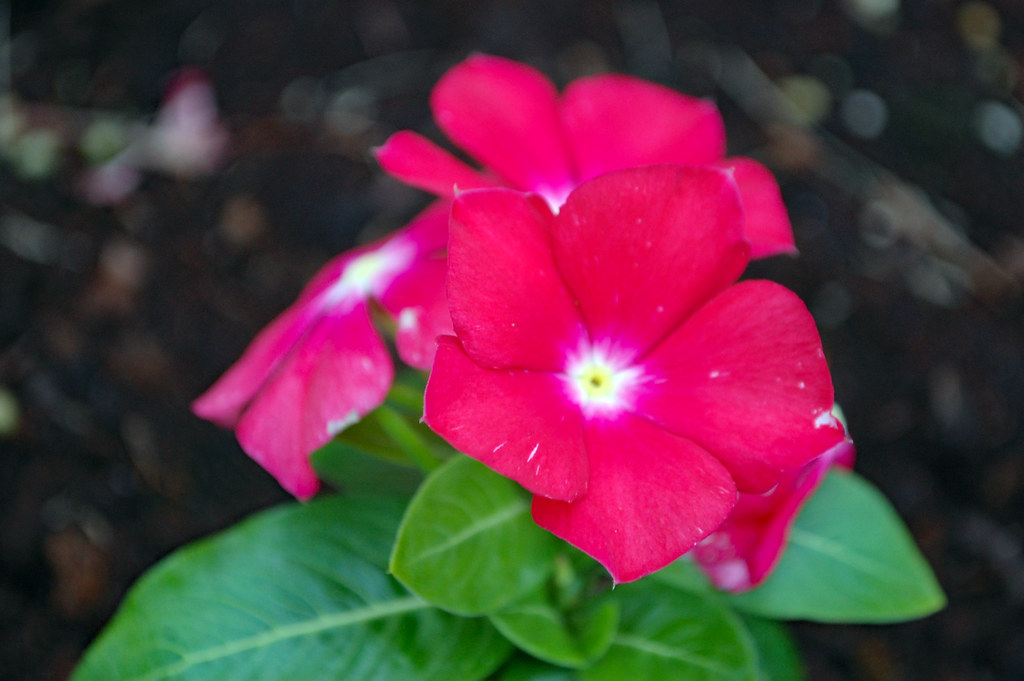 Vinca Flowers. Pink vinca flowers planted near the sign of… Flickr