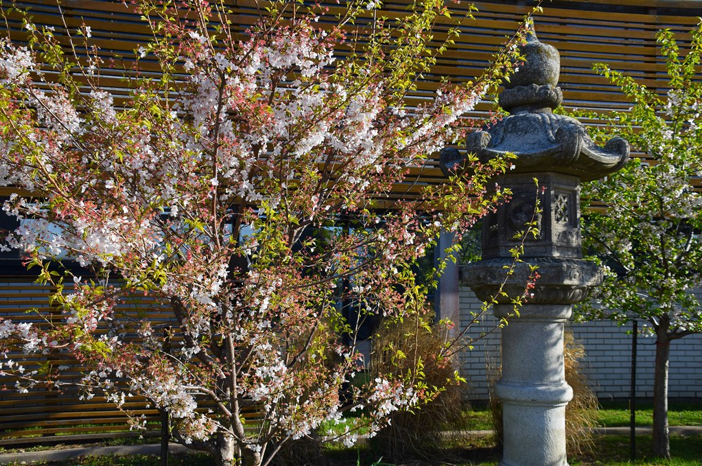 Cherry Blossom, Japanese Canadian Cultural Centre, Toronto… Flickr