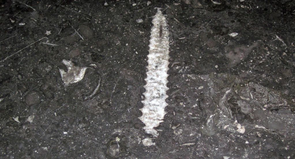 Stereospyroceras sp. (fossil cephalopod) in limestone (Champlain Black Marble) (Crown Point