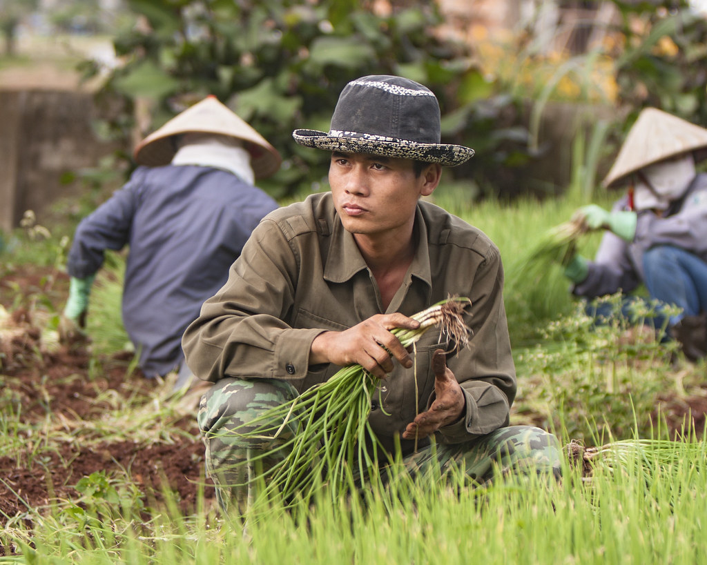 Vietnamese Farming Vietnamese Farming Alex Fong Flickr