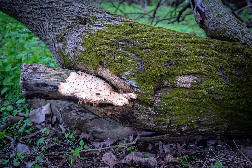 Moss and Fungus Some examples of moss, fungus and mushroom??? Flickr