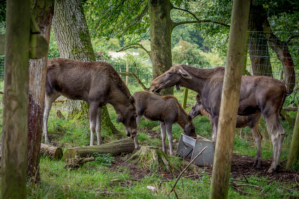 Scottish Deer Centre 2017 1333.jpg DavidRBadger Flickr