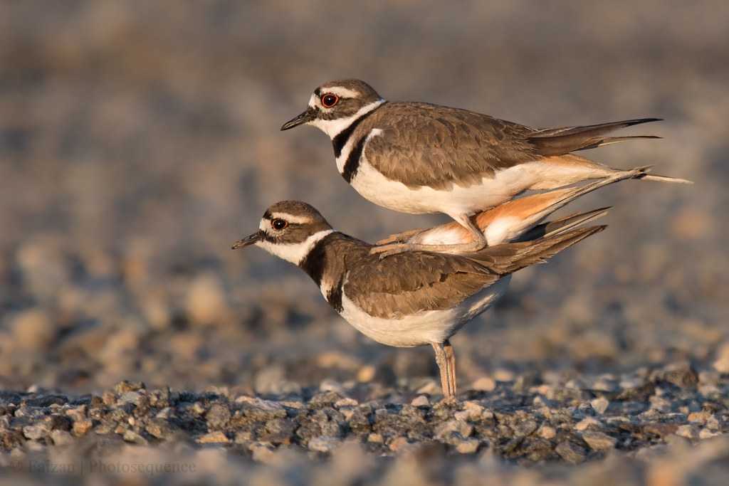 Killdeer "mating" Killdeer start nesting earlier than most… Flickr