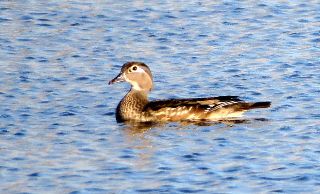 Wood Duck Female Standish Township, Michigan ksblack99 Flickr