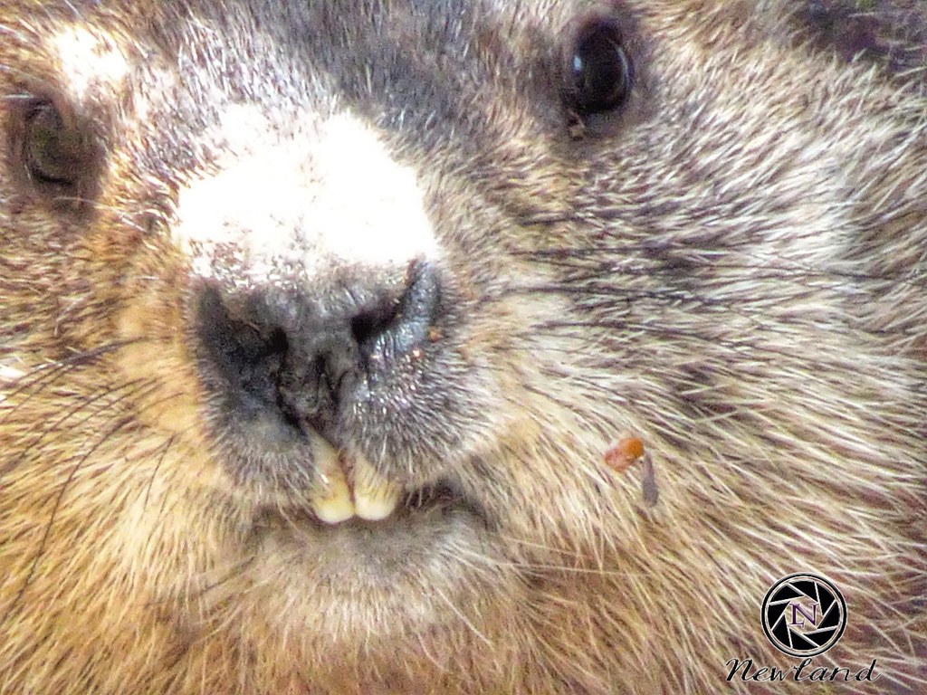How much wood could a woodchuck chuck if a woodchuck could… Flickr