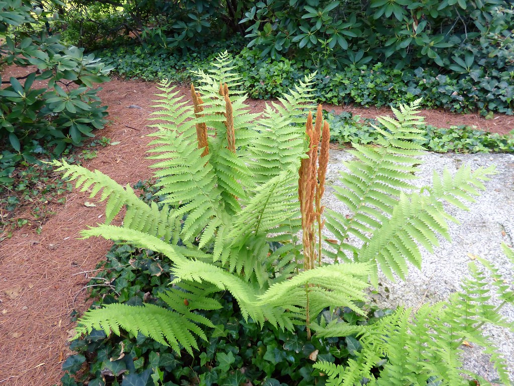 Cinnamon (?) fern Mount Auburn Cemetery Cambridge, MA Lorianne