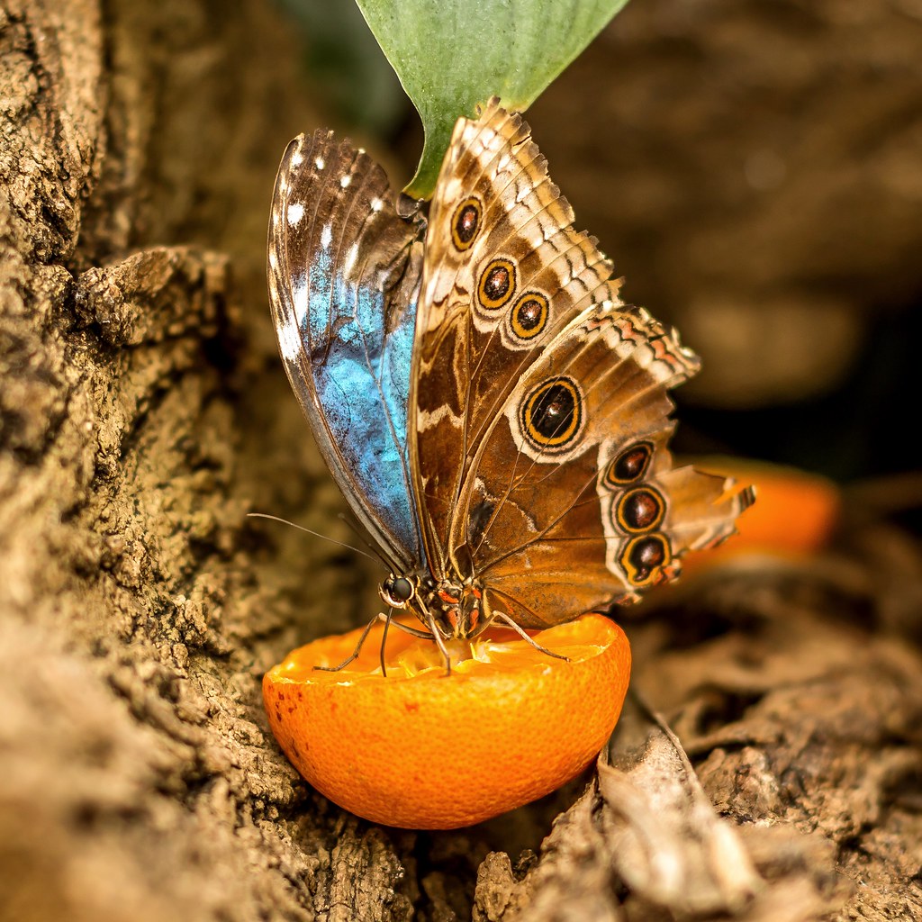 Golders Hill Park butterflies House shot 2 Lukasz Skatula Flickr