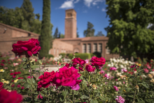 20180511_RoseGarden_JH_009 Trinity Hall is seen behind the… Flickr