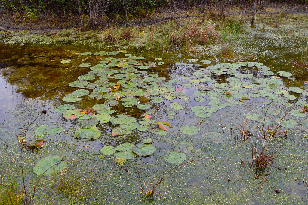 Boiling Spring Lakes NP ncwetlands AM (10) NC Wetlands Flickr